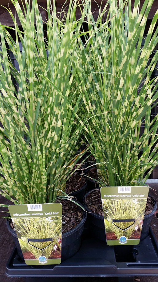 Miscanthus 'Gold Bar' 2 L